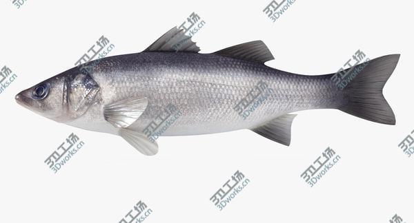 images/goods_img/20210312/Seabass (Animated)/2.jpg